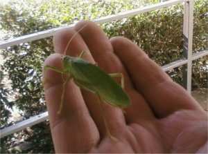 katydid