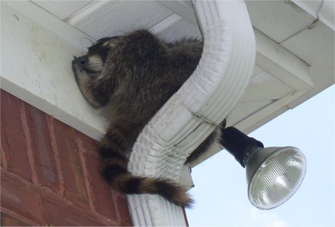 raccoon